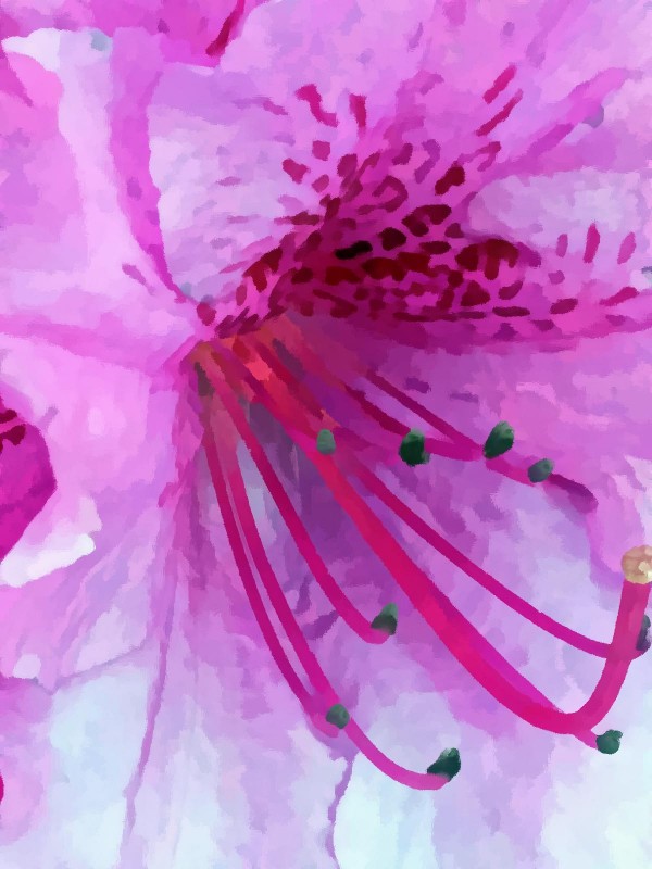 Azalea by Nina